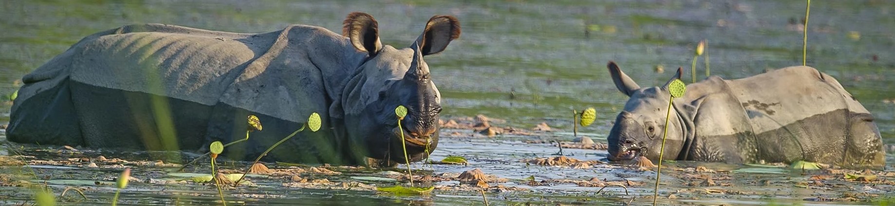 Katarniaghat Wildlife Sanctuary