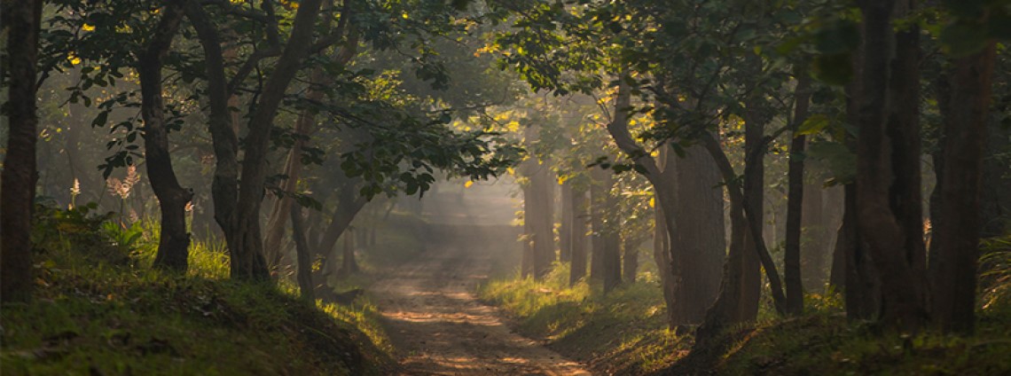 Kishanpur Wildlife Sanctuary