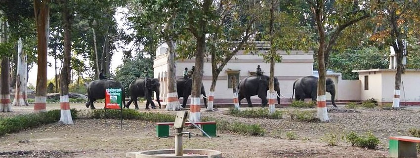 Dudhwa Elephant Safari : Elephant Safari in Dudhwa National Park, Dudhwa National Park Elephant Safari