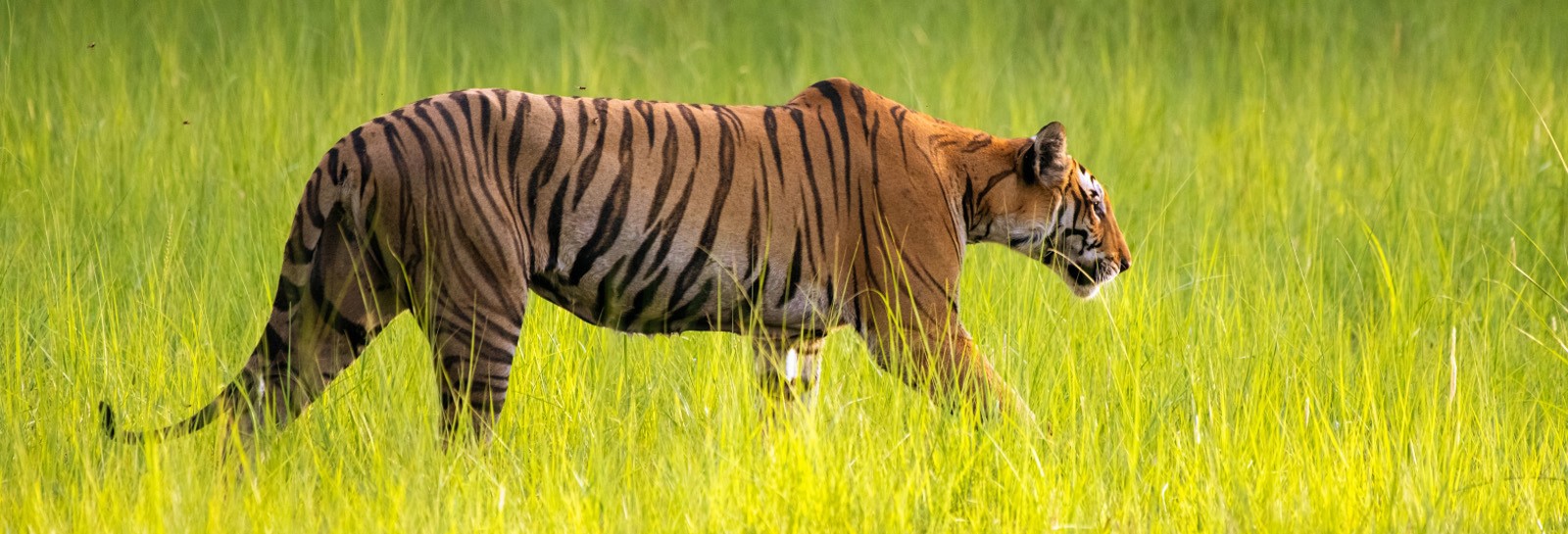 dudhwa tourism