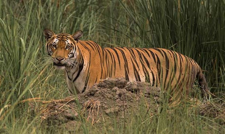 Dudhwa National Park
