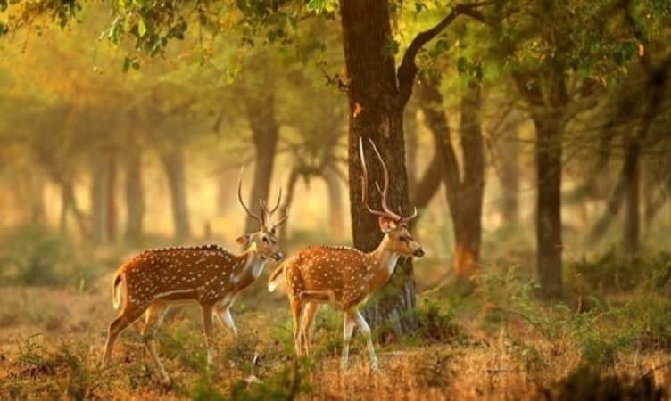 Dudhwa National Park