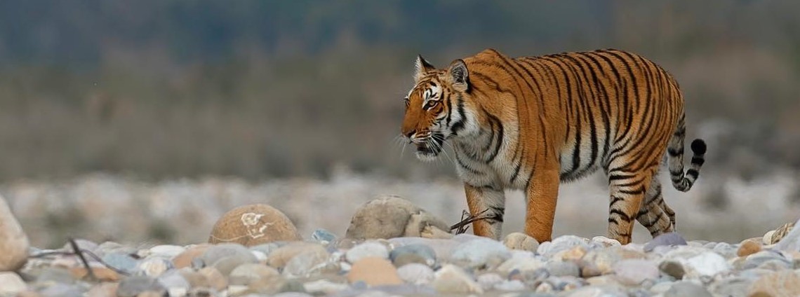 DUDHWA TIGER TOUR