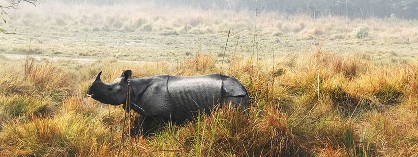 How can I go to Dudhwa National Park from Lucknow?